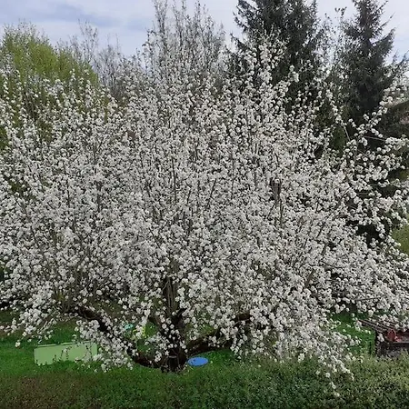 4 Km Zu A7 Und A71, Idylle Am Bach, Grosser Garten شقة